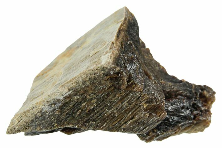 Fossil Tyrannosaur (T rex) Bone Section - Wyoming #352893